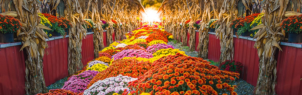 fall festival flowers pumpkins